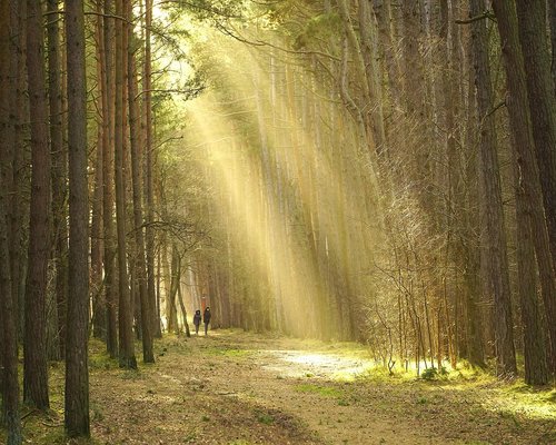 People enjoying a peaceful evening walk in a park
